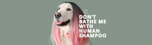 Why Dog Shampoos matter?