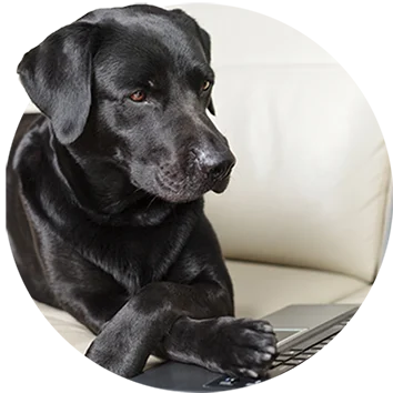 Milo, the 1 of 4 fictional Huggalistas Bloggers; A black Labrador Mix seating in front of a laptop