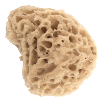 Natural Sea Sponge, Honeycomb variety, for deep dog bath. Brand: Hugalia