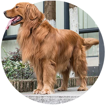 Ruby, 1 of 4 fictional Huggalistas Bloggers; A brown Golden Retriever with long coat standing on a patio.