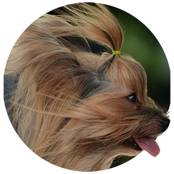 Stella, 1 of 4 fictional Huggalistas Bloggers; Close-up (face) of a Yorkshire Terrier with long coat looking to the right 